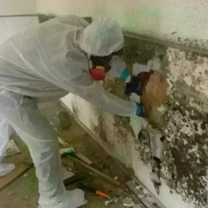 Mold Remediation and Removal in Thomas County, NE